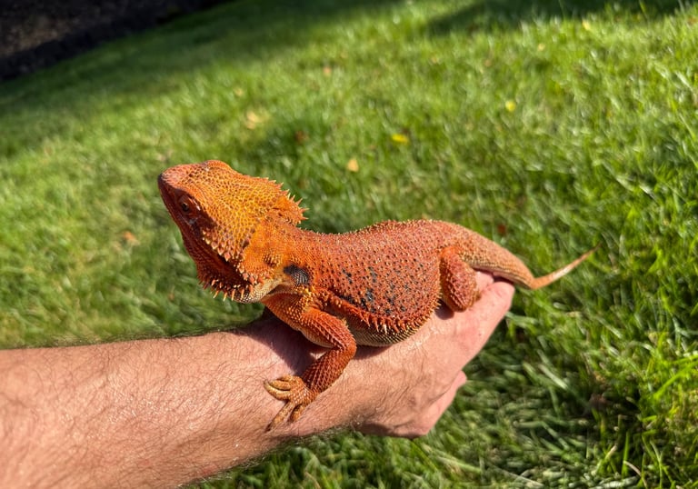 Male Het Albino, Het Hypo, Het Trans Red Monster Bearded Dragon