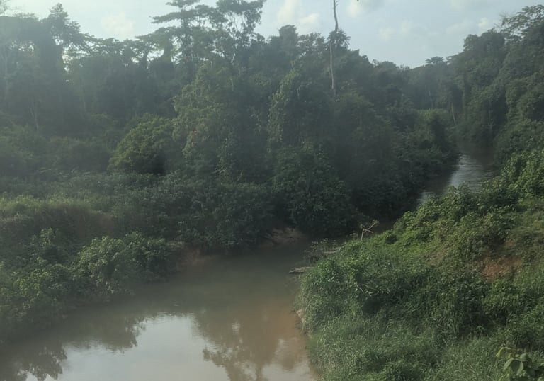 Lush verdant forest between Libreville and Franceville, Gabon