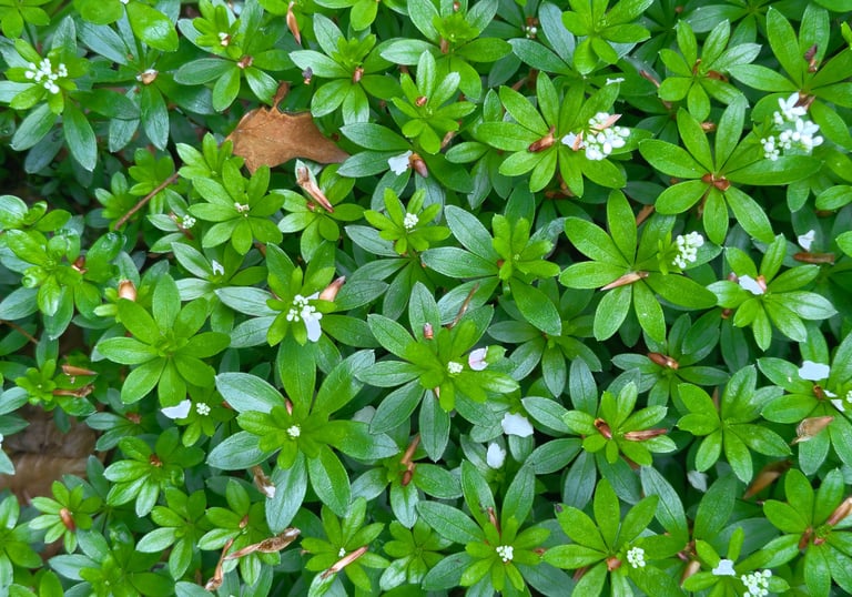 woodruff