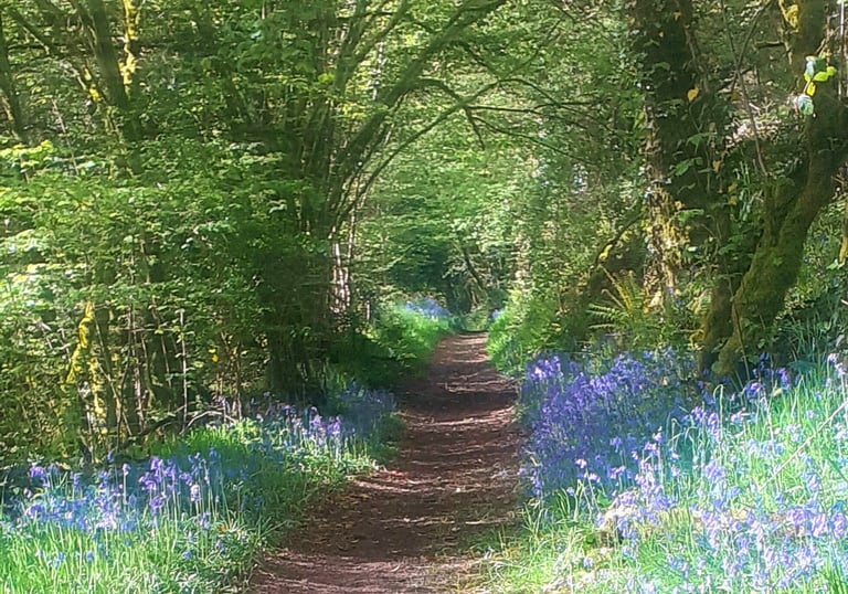 Sunlit forest path lined with blooming bluebells in spring, near Belle-Isle-en-Terre, Brittany—ideal