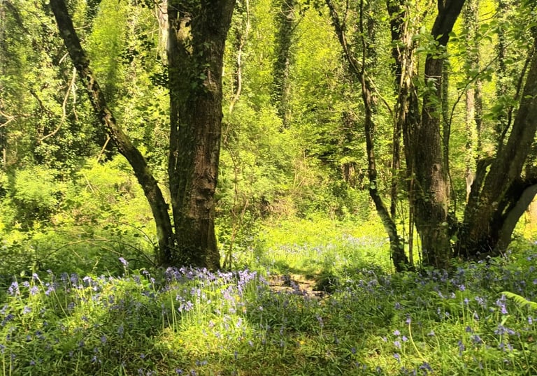 Peaceful forest scene near Belle-Isle-en-Terre in Brittany, with bluebells in bloom under tall trees