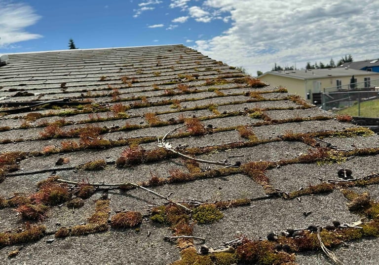Moss-covered asphalt shingle roof before professional cleaning by 503 Roofers, Portland's trusted ro