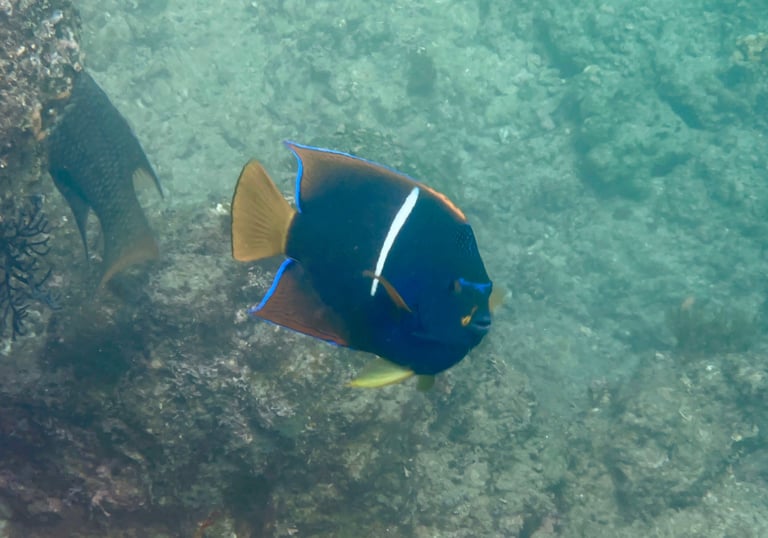 Crystal-clear water for snorkeling in Los Cabos