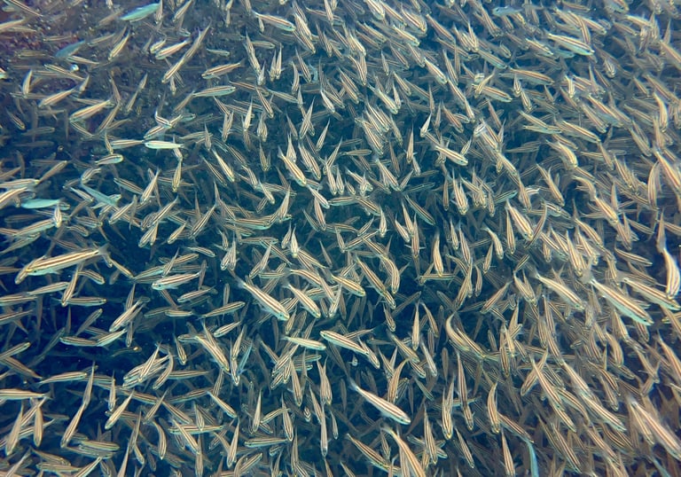 Tropical fish in the Sea Of Cortez