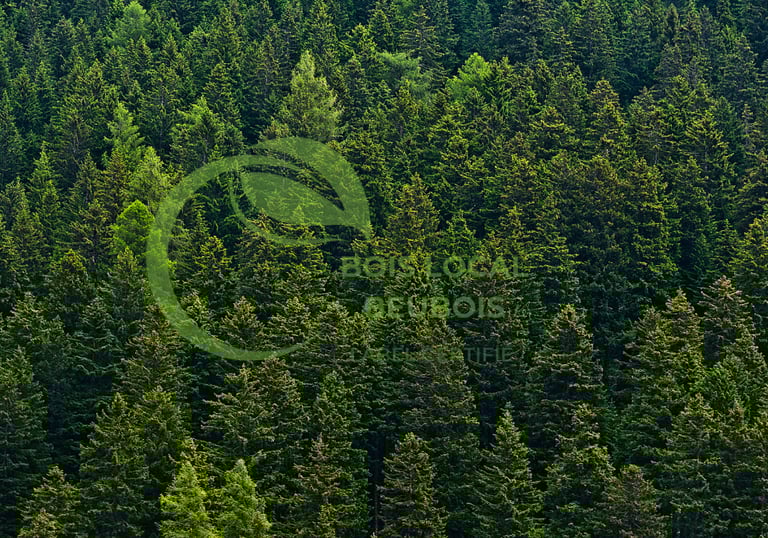 vue en hauteur d'une grande forêt de sapins