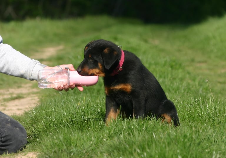 a dog is playing with a bottle of water