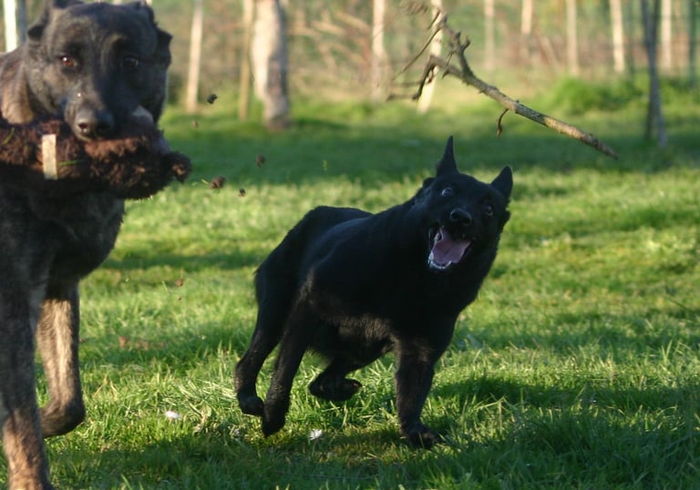 Two black German Shepherd dogs playing fetch with sticks in a sunny green field.