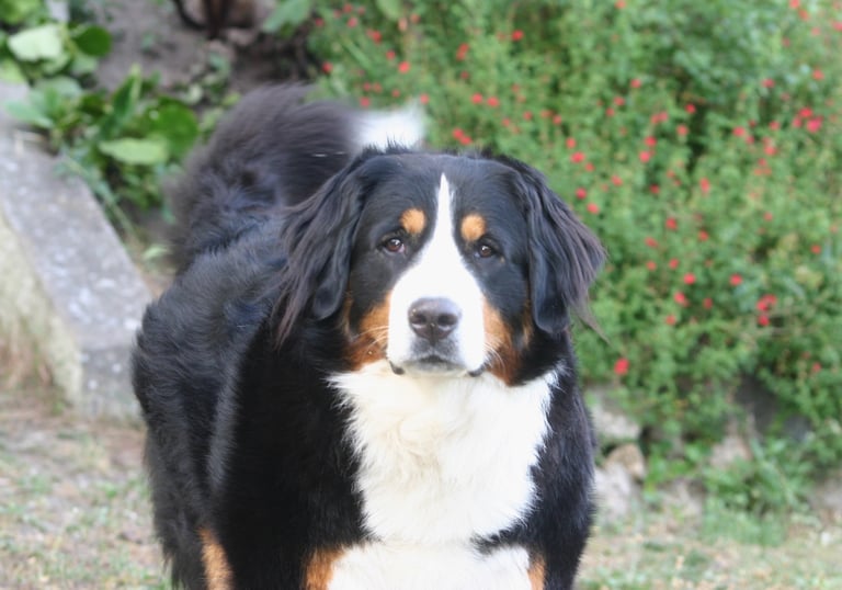 A Bernese Mountain Dog with distinctive black, white, and rust fur standing in a garden.