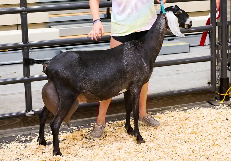 Reserve Recycle Minerva