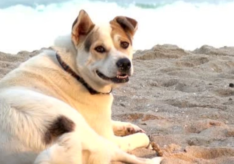 a dog sitting on a beach with a caption of a dog