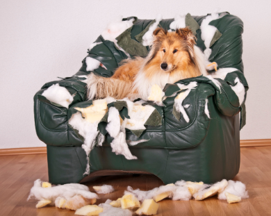 comportement canin destruction