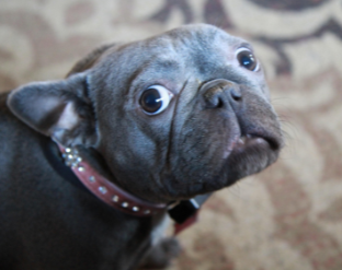 peur stress phobie chez le chien