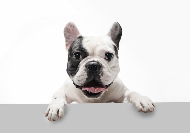 california dog travel