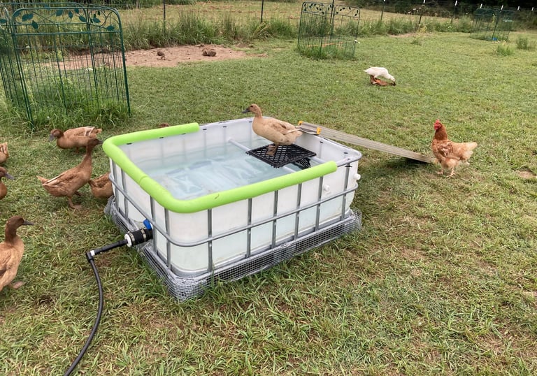 Ducks swimming in a pool