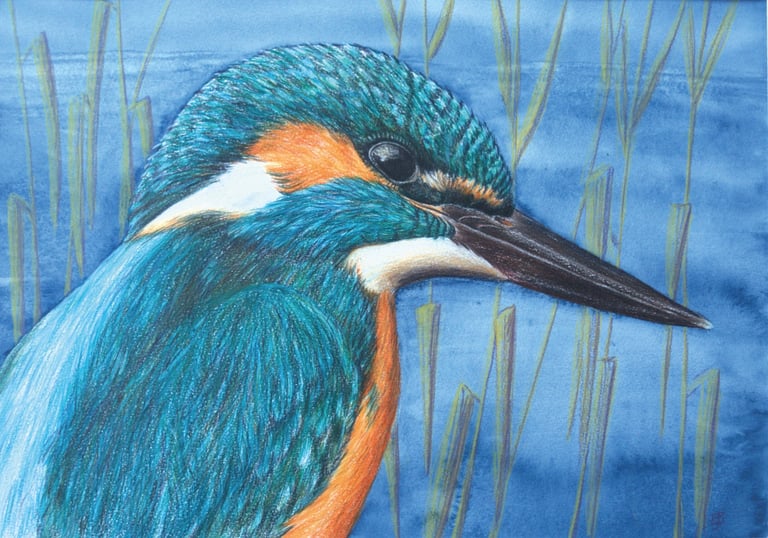a turquoise bird with an orange breast and a long brown beak