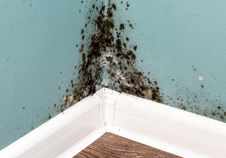 mold on a wall