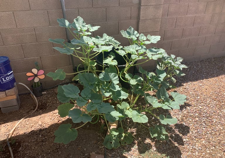 Large green zucchini plant with broad leaves growing in a desert garden next to a brick wall.