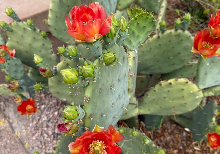 Prickly pear cactus with vibrant orange-red flowers and green pads in a desert landscape.