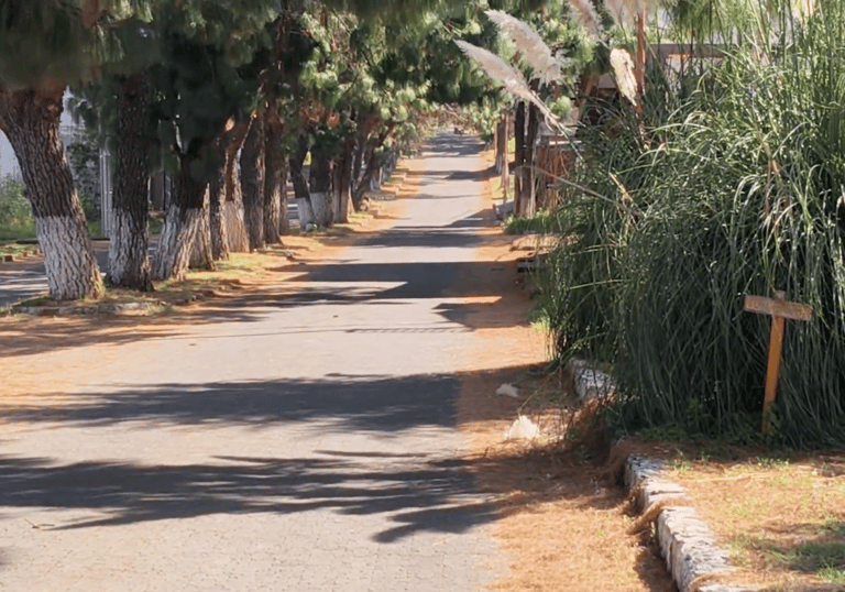 Patzcuaro sunny tree-lined asphalt road with tall pine trees and ornamental pampas grass on the side