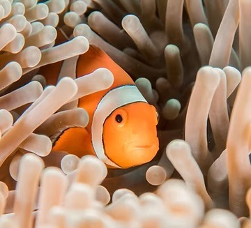 Clownfisch mit Specialdive