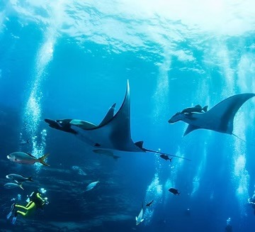 zwei Manta Fische im Meer mit Tauchern
