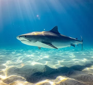 Hai im Meer mit Specialdive