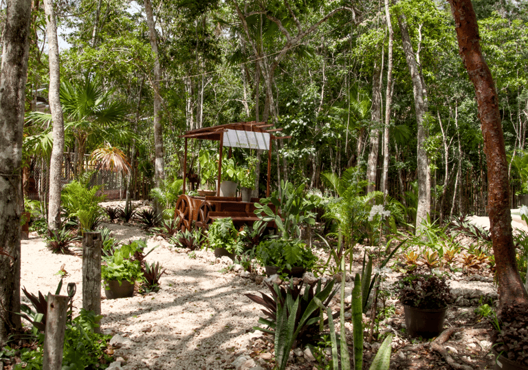 Lush jungle garden path with various potted plants and dense vegetation.