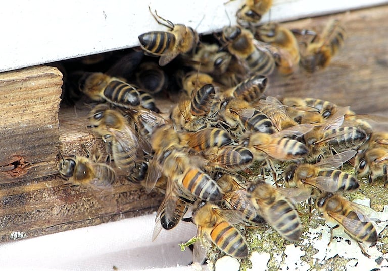 Beekeeping , Hands on experience