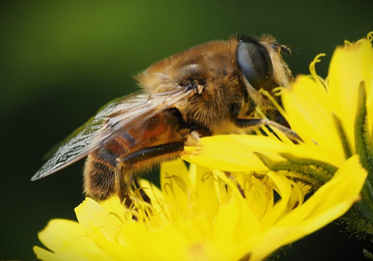 A photography of the common drone fly Eristalis tenax
