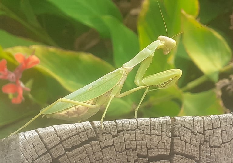 Богомолка върху дървен кол в градина в Куртово Конаре.
