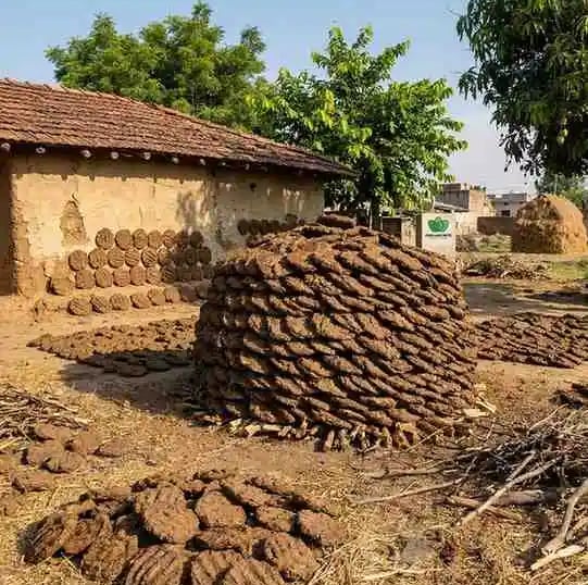 indian cow dung cakes