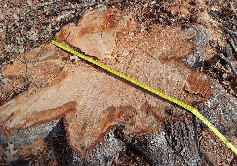 Stunp No More Stump Grinding Measurement for Quote