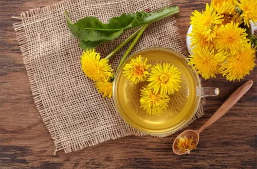 Löwenzahnwurzel-Extrakt