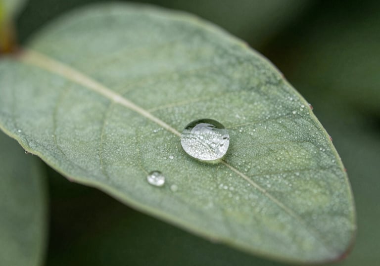 A macro photograph of a single dewdrop on a sage green leaf in a North American morning. The image is crisp and clear, symbolizing clarity and the simple beauty of a settled system.