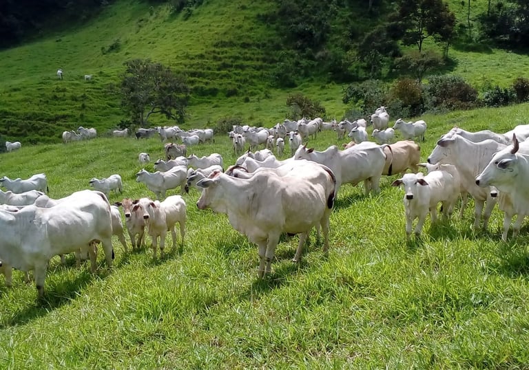Fazenda de pecuária de cria com vacas paridas