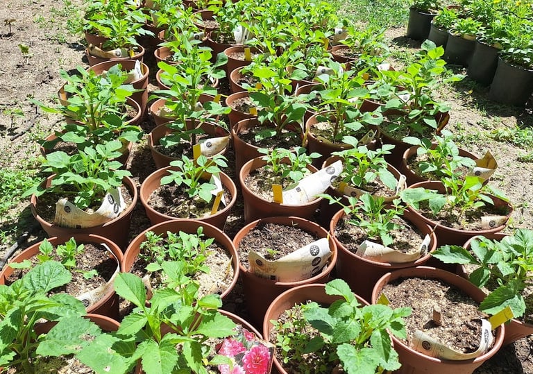 a bunch of plants together