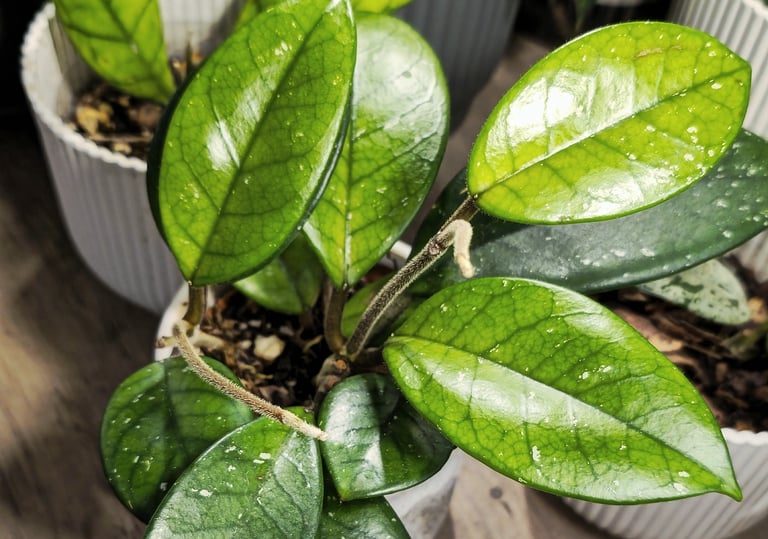 Hoya Fungii