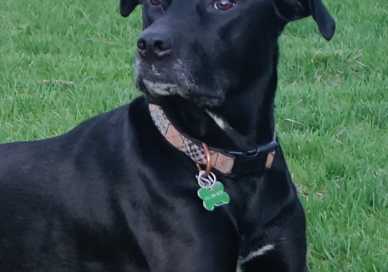 Evie Slagg is a black Labrador mix dog wearing a collar and laying on the grass.