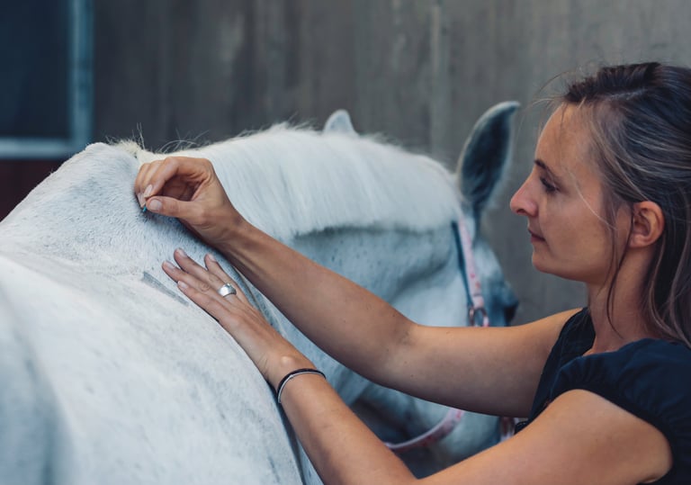psychosomatische Shen Akupunktur für Pferde