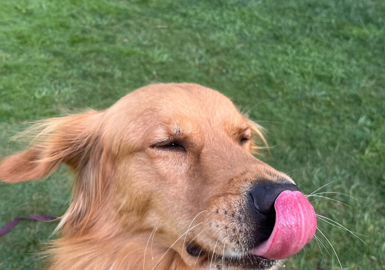 Guarderia con entrenamiento para perros