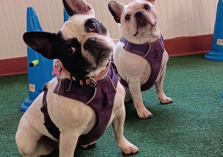 Socialización de perros