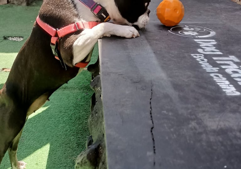 Evaluación de conducta canina