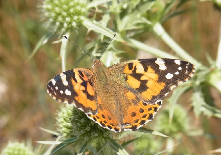 Belle dame, papillon de jour migrateur