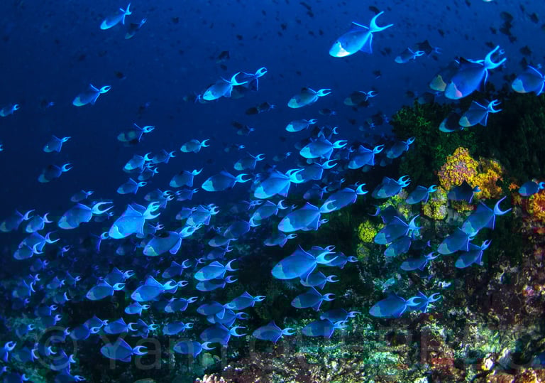 Sombrero - PHILLIPINES