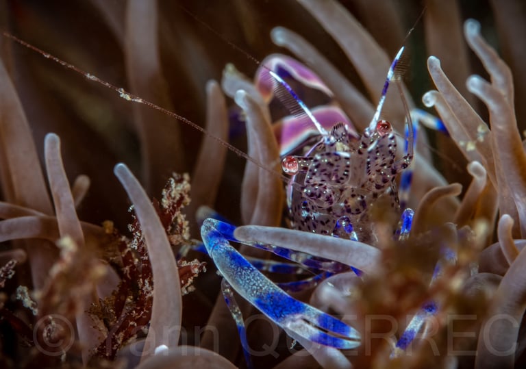 Péricliménès atlantique