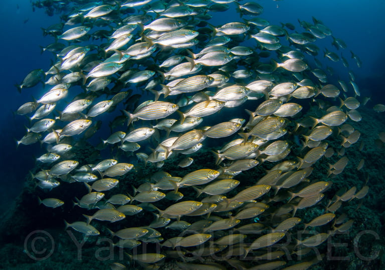 Banc de saupes - L'estartit - ESPAGNE