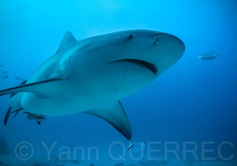 Playa del carmen - MEXIQUE