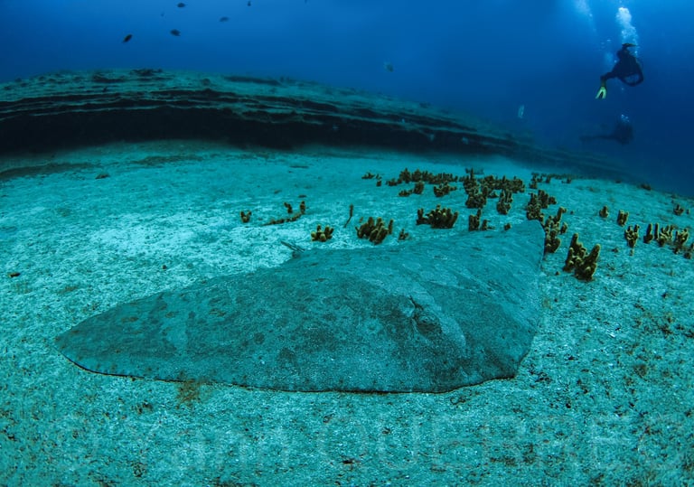Raie papillon - Lanzarote - CANARIES