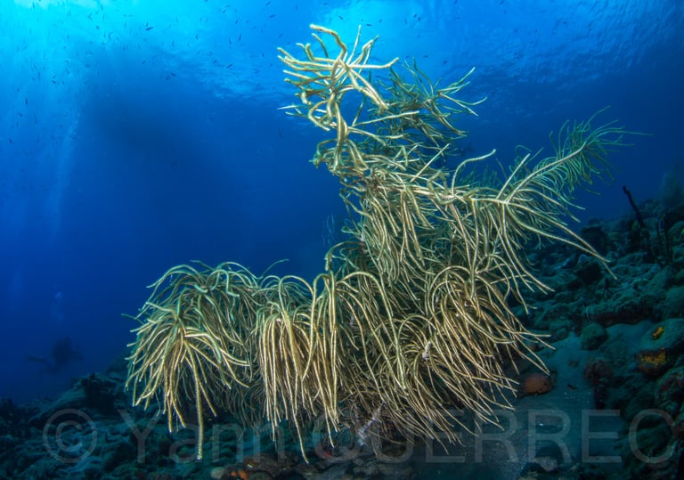 Grande gorgone - St Pierre - MARTINIQUE