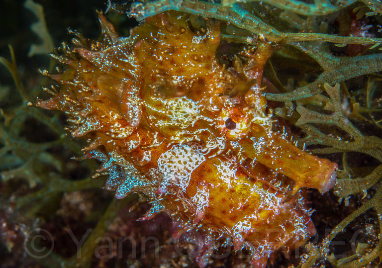Hippocampe - Lanzarote - CANARIES